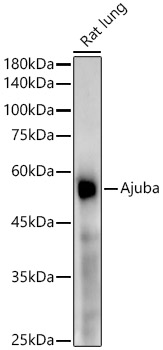 Western blot analysis of lysates from Rat lung using [KD Validated] Ajuba Rabbit mAb (A22039) at1:20000 dilution.|Secondary antibody: HRP-conjugated Goat anti-Rabbit IgG (H+L) (AS014) at 1:10000 dilution.|Lysates/proteins: 25μg per lane.|Blocking buffer: 3% nonfat dry milk in TBST.|Detection: ECL Enhanced Kit (RM00021).|Exposure time: 180s.