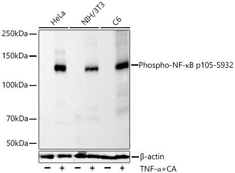 Western blot analysis of various lysates using Phospho-NF-κB p105-S932 Rabbit mAb at 1:9000 dilution incubated overnight at 4℃. HeLa, NIH/3T3 and C6 cells were treated with TNF-α (20 ng/mL) and CA (100 nM) at 37℃ for 10 minutes.|Secondary antibody: HRP-conjugated Goat anti-Rabbit IgG (H+L) at 1:10000 dilution.|Lysates/proteins: 30 μg per lane.|Blocking buffer: 3% nonfat dry milk in TBST.|Detection: ECL Basic Kit.|Exposure time: 90s.