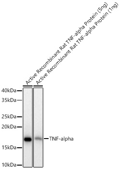 Western blot analysis of Active Recombinant Rat TNF-alpha Protein using TNF-α Rabbit mAb (A23412) at 1:1000 dilution.|Secondary antibody: HRP-conjugated Goat anti-Rabbit IgG (H+L) (AS014) at 1:10000 dilution.|Lysates/proteins: 5ng/1ng per lane.|Blocking buffer: 3% nonfat dry milk in TBST.|Detection: ECL Basic Kit (RM00020).|Exposure time: 10s.