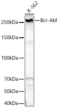 Western blot analysis of lysates from K-562 cells using c-Abl Rabbit mAb at 1:5000 dilution incubated overnight at 4℃.|Secondary antibody: HRP-conjugated Goat anti-Rabbit IgG (H+L) at 1:10000 dilution.|Lysates/proteins: 25 μg per lane.|Blocking buffer: 3% nonfat dry milk in TBST.|Detection: ECL Basic Kit.|Exposure time: 45s.