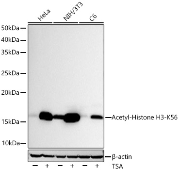 Western blot analysis of various lysates using Acetyl-Histone H3-K56 Rabbit mAb (A22565) at 1:10000 dilution incubated overnight at 4℃. HeLa cells ,NIH/3T3 cells and C6 cells were treated by TSA (1 μM) at 37℃ for 18 hours.|Secondary antibody: HRP-conjugated Goat anti-Rabbit IgG (H+L) (AS014) at 1:10000 dilution.|Lysates/proteins: 30 μg per lane.|Blocking buffer: 3% nonfat dry milk in TBST.|Detection: ECL Basic Kit (RM00020).|Exposure time: 60s.