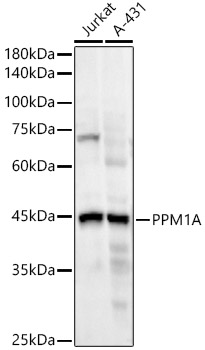 Western blot analysis of various lysates using PPM1A Rabbit mAb at1:20000 dilution.|Secondary antibody: HRP-conjugated Goat anti-Rabbit IgG (H+L) at 1:10000 dilution.|Lysates/proteins: 25μg per lane.|Blocking buffer: 3% nonfat dry milk in TBST.|Detection: ECL Enhanced Kit.|Exposure time: 90s.