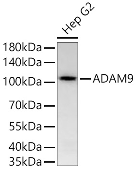 Western blot analysis of lysates from Hep G2 cells using ADAM9 Rabbit mAb at 1:2000 dilution incubated overnight at 4℃.|Secondary antibody: HRP-conjugated Goat anti-Rabbit IgG (H+L) at 1:10000 dilution.|Lysates/proteins: 25 μg per lane.|Blocking buffer: 3% nonfat dry milk in TBST.|Detection: ECL Basic Kit.|Exposure time: 90 s.