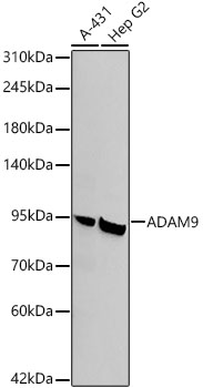 Western blot analysis of various lysates, using ADAM9 Rabbit mAb at1:2000 dilution.|Secondary antibody: HRP-conjugated Goat anti-Rabbit IgG (H+L) at 1:10000 dilution.|Lysates/proteins: 25μg per lane.|Blocking buffer: 3% nonfat dry milk in TBST.|Detection: ECL Basic Kit.|Exposure time: 90s.