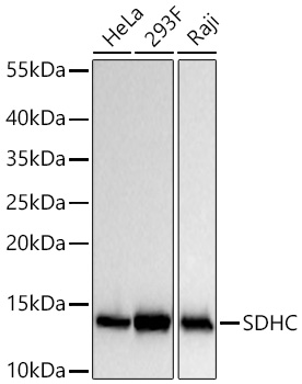 Western blot analysis of various lysates using SDHC Rabbit mAb at 1:100000 dilution incubated overnight at 4℃.|Secondary antibody: HRP-conjugated Goat anti-Rabbit IgG (H+L) at 1:10000 dilution.|Lysates/proteins: 25 μg per lane.|Blocking buffer: 3% nonfat dry milk in TBST.|Detection: ECL Basic Kit.|Exposure time: 30 s.