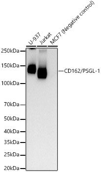 Western blot analysis of various lysates, using CD162/PSGL-1 Rabbit mAb at 1:200000 dilution.|Secondary antibody: HRP-conjugated Goat anti-Rabbit IgG (H+L) at 1:10000 dilution.|Lysates/proteins: 25μg per lane.|Blocking buffer: 3% nonfat dry milk in TBST.|Detection: ECL Basic Kit.|Exposure time: 30s.
