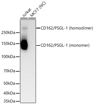 Western blot analysis of various lysates using CD162/PSGL-1 Rabbit mAb at 1:30000 dilution.|Secondary antibody: HRP-conjugated Goat anti-Rabbit IgG (H+L) at 1:10000 dilution.|Lysates/proteins: 25 μg per lane.|Blocking buffer: 3% nonfat dry milk in TBST.|Detection: ECL Basic Kit.|Negative control (NC): MCF7.|Exposure time: 30s.
