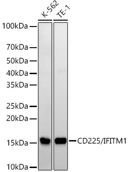 Western blot analysis of various lysates, using CD225/IFITM1 Rabbit mAb at1:20000 dilution.|Secondary antibody: HRP-conjugated Goat anti-Rabbit IgG (H+L) at 1:10000 dilution.|Lysates/proteins: 25μg per lane.|Blocking buffer: 3% nonfat dry milk in TBST.|Detection: ECL Basic Kit.|Exposure time: 30s.