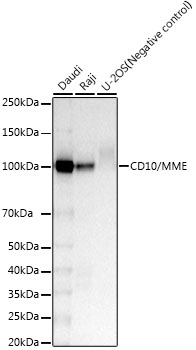 Western blot analysis of various lysates, using CD10/MME Rabbit mAb at1:2000 dilution.|Secondary antibody: HRP-conjugated Goat anti-Rabbit IgG (H+L) at 1:200000 dilution.|Lysates/proteins: 25μg per lane.|Blocking buffer: 3% nonfat dry milk in TBST.|Detection: ECL Basic Kit.|Exposure time: 30s.