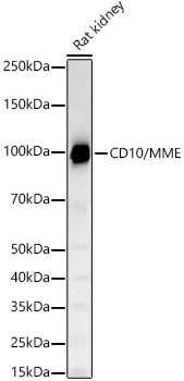 Western blot analysis of lysates from Rat kidney, using CD10/MME Rabbit mAb at 1:2000 dilution.|Secondary antibody: HRP-conjugated Goat anti-Rabbit IgG (H+L) at 1:10000 dilution.|Lysates/proteins: 25μg per lane.|Blocking buffer: 3% nonfat dry milk in TBST.|Detection: ECL Basic Kit.|Exposure time: 30s.