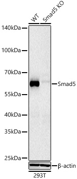 Western blot analysis of lysates from wild type (WT) and Smad5 knockout (KO) 293T cells using [KO Validated] Smad5 Rabbit mAb (A22749) at 1:2000 dilution incubated at room temperature for 1.5 hours.|Secondary antibody: HRP-conjugated Goat anti-Rabbit IgG (H+L) (AS014) at 1:10000 dilution.|Lysates/proteins: 25 μg per lane.|Blocking buffer: 3% nonfat dry milk in TBST.|Detection: ECL Basic Kit (RM00020).|Exposure time: 90 s.
