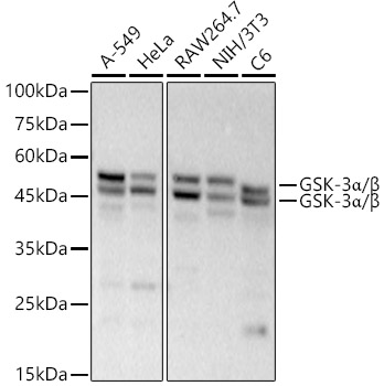 Western blot analysis of various lysates, using GSK-3α/β Rabbit mAb at 1:20000 dilution.|Secondary antibody: HRP-conjugated Goat anti-Rabbit IgG (H+L) at 1:10000 dilution.|Lysates/proteins: 25μg per lane.|Blocking buffer: 3% nonfat dry milk in TBST.|Detection: ECL Basic Kit.|Exposure time: 90s.