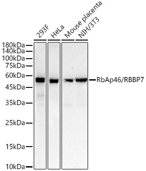 Western blot analysis of various lysates, using RbAp46/RBBP7  Rabbit mAb at 1:20000 dilution.|Secondary antibody: HRP-conjugated Goat anti-Rabbit IgG (H+L) at 1:10000 dilution.|Lysates/proteins: 25μg per lane.|Blocking buffer: 3% nonfat dry milk in TBST.|Detection: ECL Basic Kit.|Exposure time: 20s.