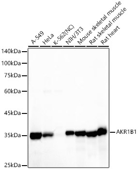 Western blot analysis of various lysates, using AKR1B1 Rabbit mAb at1:20000 dilution.|Secondary antibody: HRP-conjugated Goat anti-Rabbit IgG (H+L) at 1:10000 dilution.|Lysates/proteins: 25μg per lane.|Blocking buffer: 3% nonfat dry milk in TBST.|Detection: ECL Basic Kit.|Negative control (NC): K-562.|Exposure time: 30s.