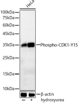 Western blot analysis of lysates from HeLa cells using Phospho-CDK1-Y15 Rabbit mAb at 1:2000 dilution. HeLa cells were treated with Hydroxyurea (4 mM) at 37℃ for 20 hours.|Secondary antibody: HRP-conjugated Goat anti-Rabbit IgG (H+L) at 1:10000 dilution.|Lysates/proteins: 30 μg per lane.|Blocking buffer: 3% nonfat dry milk in TBST.|Detection: ECL Basic Kit.|Exposure time: 3 s.