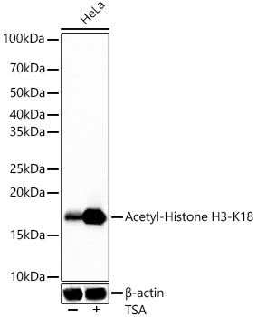 Western blot analysis of lysates from HeLa cells, using Acetyl-Histone H3-K18 Rabbit mAb at 1:10000 dilution. HeLa cells were treated with TSA (1 uM) at 37℃ for 18 hours.|Secondary antibody: HRP-conjugated Goat anti-Rabbit IgG (H+L) at 1:10000 dilution.|Lysates/proteins: 25μg per lane.|Blocking buffer: 3% nonfat dry milk in TBST.|Detection: ECL Basic Kit.|Exposure time: 10s.