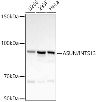 Western blot analysis of various lysates, using ASUN/INTS13 Rabbit mAb at  1:70000 dilution.|Secondary antibody: HRP-conjugated Goat anti-Rabbit IgG (H+L) at 1:10000 dilution.|Lysates/proteins: 25μg per lane.|Blocking buffer: 3% nonfat dry milk in TBST.|Detection: ECL Basic Kit.|Exposure time: 60s.