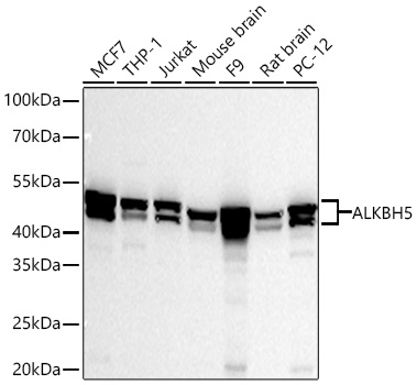 Western blot analysis of various lysates using ALKBH5 Rabbit mAb at 1:5000 dilution incubated overnight at 4℃.|Secondary antibody: HRP-conjugated Goat anti-Rabbit IgG (H+L) at 1:10000 dilution.|Lysates/proteins: 25 μg per lane.|Blocking buffer: 3% nonfat dry milk in TBST.|Detection: ECL Basic Kit.|Exposure time: 45s.
