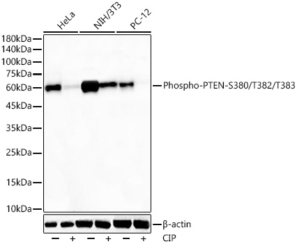 Western blot analysis of various lysates, using Phospho-PTEN-S380/T382/T383 Rabbit mAb at 1:2000 dilution. Hela,NIH/3T3,and PC-12 cells were treated by CIP(20uL/400ul) at 37℃ for 1 hour.|Secondary antibody: HRP-conjugated Goat anti-Rabbit IgG (H+L) at 1:10000 dilution.|Lysates/proteins: 25μg per lane.|Blocking buffer: 3% nonfat dry milk in TBST.|Detection: ECL Basic Kit.|Exposure time: 60s.