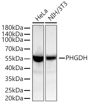 Western blot analysis of various lysates using PHGDH Rabbit mAb at 1:20000 dilution incubated at room temperature for 1.5 hours.|Secondary antibody: HRP-conjugated Goat anti-Rabbit IgG (H+L) at 1:10000 dilution.|Lysates/proteins: 25 μg per lane.|Blocking buffer: 3% nonfat dry milk in TBST.|Detection: ECL Basic Kit.|Exposure time: 45s.