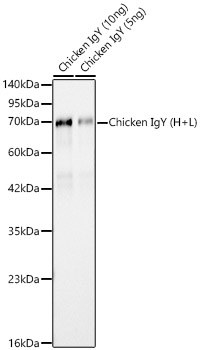 Western blot analysis of various lysates using Rabbit Anti-Chicken IgY (H+L) at 1:10000 dilution.| Secondary antibody: HRP-conjugated Goat anti-Rabbit IgG (H+L) at 1:10000 dilution.| Lysates / proteins: 5 ng - 10 ng per lane.| Blocking buffer: 3 % nonfat dry milk in TBST.| Detection: ECL Basic Kit.| Exposure time: 90s.