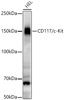 Western blot analysis of lysates from HEL cells, using CD117/c-Kit Rabbit mAb at  1:10000 dilution.|Secondary antibody: HRP-conjugated Goat anti-Rabbit IgG (H+L) at 1:10000 dilution.|Lysates/proteins: 25μg per lane.|Blocking buffer: 3% nonfat dry milk in TBST.|Detection: ECL Enhanced Kit.|Exposure time: 90s.