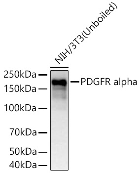 Western blot analysis of lysates from NIH/3T3 cells using PDGFR alpha Rabbit mAb at 1:8000 dilution incubated overnight at 4℃.|Secondary antibody: HRP-conjugated Goat anti-Rabbit IgG (H+L) at 1:10000 dilution.|Lysates/proteins: 25 μg per lane.|Blocking buffer: 3% nonfat dry milk in TBST.|Detection: ECL Basic Kit.|Exposure time: 45 s.
