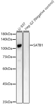 Western blot analysis of various lysates, using SATB1 Rabbit mAb at 1:2000 dilution.|Secondary antibody: HRP-conjugated Goat anti-Rabbit IgG (H+L) at 1:10000 dilution.|Lysates/proteins: 25μg per lane.|Blocking buffer: 3% nonfat dry milk in TBST.|Detection: ECL Basic Kit.|Exposure time: 60s.