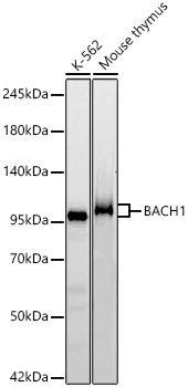 Western blot analysis of various lysates using BACH1 Rabbit mAb at 1:11000 dilution incubated overnight at 4℃.|Secondary antibody: HRP-conjugated Goat anti-Rabbit IgG (H+L) at 1:10000 dilution.|Lysates/proteins: 25 μg per lane.|Blocking buffer: 3% nonfat dry milk in TBST.|Detection: ECL Basic Kit.|Exposure time: 90s.