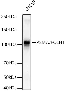 Western blot analysis of lysates from LNCaP cells, using PSMA/FOLH1 Rabbit mAb at1:20000 dilution.|Secondary antibody: HRP-conjugated Goat anti-Rabbit IgG (H+L) at 1:10000 dilution.|Lysates/proteins: 25μg per lane.|Blocking buffer: 3% nonfat dry milk in TBST.|Detection: ECL Basic Kit.|Exposure time: 1s.