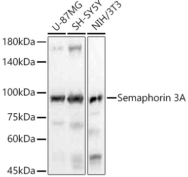 Western blot analysis of various lysates, using Semaphorin 3A Rabbit mAb at1:20000 dilution.|Secondary antibody: HRP-conjugated Goat anti-Rabbit IgG (H+L) at 1:10000 dilution.|Lysates/proteins: 25μg per lane.|Blocking buffer: 3% nonfat dry milk in TBST.|Detection: ECL Basic Kit.|Exposure time: 10s.