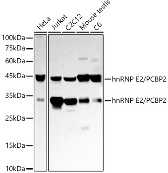 Western blot analysis of various lysates, using hnRNP E2/PCBP2 at 1:2000 dilution.|Secondary antibody: HRP-conjugated Goat anti-Rabbit IgG (H+L) at 1:10000 dilution.|Lysates/proteins: 25μg per lane.|Blocking buffer: 3% nonfat dry milk in TBST.|Detection: ECL Basic Kit.|Exposure time: 180s.