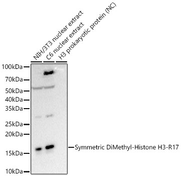 Western blot analysis of various lysates, using Symmetric DiMethyl-Histone H3-R17 Rabbit mAb at  1:2000 dilution.|Secondary antibody: HRP-conjugated Goat anti-Rabbit IgG (H+L) at 1:10000 dilution.|Lysates/proteins: 25μg per lane.|Blocking buffer: 3% nonfat dry milk in TBST.|Detection: ECL Basic Kit.|Exposure time: 180s.