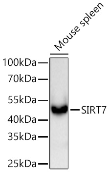 Western blot analysis of lysates from Mouse spleen using SIRT7 Rabbit mAb at 1:5000 dilution incubated overnight at 4℃.|Secondary antibody: HRP-conjugated Goat anti-Rabbit IgG (H+L) at 1:10000 dilution.|Lysates/proteins: 25 μg per lane.|Blocking buffer: 3% nonfat dry milk in TBST.|Detection: ECL Basic Kit.|Exposure time: 90 s.