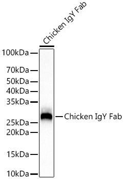Western blot analysis of lysates from Chicken IgY Fab, using Rabbit Anti-Chicken IgY Fab at1:20000 dilution.|Secondary antibody: HRP-conjugated Goat anti-Rabbit IgG (H+L) at 1:10000 dilution.|Lysates/proteins: 25μg per lane.|Blocking buffer: 3% nonfat dry milk in TBST.|Detection: ECL Basic Kit.|Exposure time: 1s.