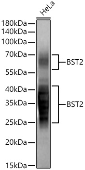 Western blot analysis of lysates from HeLa cells using BST2 Rabbit mAb at 1:10000 dilution incubated overnight at 4℃.|Secondary antibody: HRP-conjugated Goat anti-Rabbit IgG (H+L) at 1:10000 dilution.|Lysates/proteins: 25 μg per lane.|Blocking buffer: 3% nonfat dry milk in TBST.|Detection: ECL Basic Kit.|Exposure time: 30s.