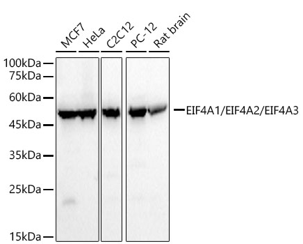 Western blot analysis of various lysates, using EIF4A1/EIF4A2/EIF4A3 Rabbit mAb at 1:20000 dilution.|Secondary antibody: HRP-conjugated Goat anti-Rabbit IgG (H+L) at 1:10000 dilution.|Lysates/proteins: 25μg per lane.|Blocking buffer: 3% nonfat dry milk in TBST.|Detection: ECL Basic Kit.|Exposure time: 30s.