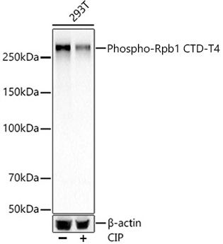 Western blot analysis of 293T, using Phospho-Rpb1 CTD-T4 Rabbit mAb at 1:2000 dilution. 293T cells were treated by CIP(20uL/400ul) at 37℃ for 1 hour.|Secondary antibody: HRP-conjugated Goat anti-Rabbit IgG (H+L) at 1:10000 dilution.|Lysates/proteins: 25μg  per lane.|Blocking buffer: 3% nonfat dry milk in TBST.|Detection: ECL Basic Kit.|Exposure time: 30s.