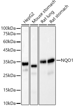 Western blot analysis of various lysates, using [KO Validated] NQO1 Rabbit mAb (A22290) at1:20000 dilution.|Secondary antibody: HRP-conjugated Goat anti-Rabbit IgG (H+L) (AS014) at 1:10000 dilution.|Lysates/proteins: 25μg per lane.|Blocking buffer: 3% nonfat dry milk in TBST.|Detection: ECL Basic Kit (RM00020).|Exposure time: 10s.