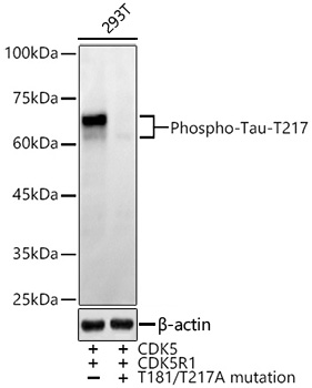 Western blot analysis of lysates from from 293T cells transfected with CDK5+CDK5R1+Tau and CDK5+CDK5R1+mutant Tau(T181/T217A) using Phospho-Tau-T217 Rabbit mAb at  1:10000 dilution.|Secondary antibody: HRP-conjugated Goat anti-Rabbit IgG (H+L) at 1:10000 dilution.|Lysates/proteins: 25μg per lane.|Blocking buffer: 3% nonfat dry milk in TBST.|Detection: ECL Enhanced Kit.|Exposure time: 60s.