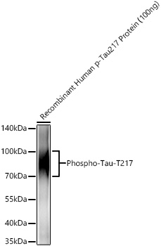 Western blot analysis of recombinant Human p-Tau217 Protein using Phospho-Tau-T217 Rabbit mAb at 1:1000 dilution incubated overnight at 4℃.|Secondary antibody: HRP-conjugated Goat anti-Rabbit IgG (H+L) at 1:10000 dilution.|Lysates/proteins: 100ng μg per lane.|Blocking buffer: 3% nonfat dry milk in TBST.|Detection: ECL Basic Kit.|Exposure time: 5s.