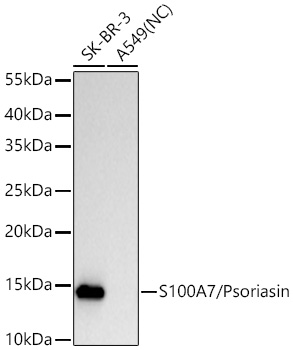 Western blot analysis of various lysates using S100A7/Psoriasin Rabbit mAb at 1:5000 dilution incubated overnight at 4℃.|Secondary antibody: HRP-conjugated Goat anti-Rabbit IgG (H+L) at 1:10000 dilution.|Lysates/proteins: 25 μg per lane.|Blocking buffer: 3% nonfat dry milk in TBST.|Detection: ECL Basic Kit.|Negative control (NC): A549.|Exposure time: 90 s.