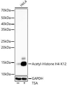 Western blot analysis of various lysates, using Acetyl-Histone H4-K12 Rabbit mAb at 1:1000 dilution. HeLa cells were treated with TSA (1 uM) at 37℃ for 18 hours.|Secondary antibody: HRP-conjugated Goat anti-Rabbit IgG (H+L) at 1:10000 dilution.|Lysates/proteins: 25μg per lane.|Blocking buffer: 3% nonfat dry milk in TBST.|Detection: ECL Basic Kit.|Exposure time: 60s.