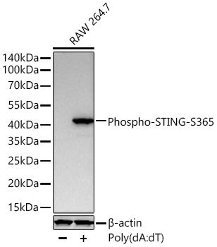 Western blot analysis of lysates from RAW 264.7 cells using Phospho-STING/TMEM173-S365 Rabbit mAb at 1:5000 dilution incubated overnight at 4℃. RAW 264.7 cells were treated with Poly(dA:dT) (5 μg/mL) at 37℃ for 3 hours.|Secondary antibody: HRP-conjugated Goat anti-Rabbit IgG (H+L) at 1:10000 dilution.|Lysates/proteins: 30 μg per lane.| Blocking buffer: 3% nonfat dry milk in TBST.| Detection: ECL Basic Kit.| Exposure time: 60s.