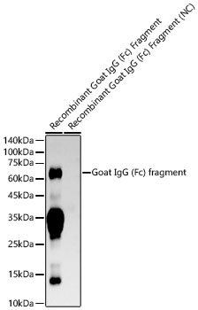 Western blot analysis of recombinant Goat IgG (Fc) fragment and Goat IgG (Fab) fragment（Negative control） , using Rabbit Anti-Goat IgG (Fc) fragment Rabbit mAb at  1:5000 dilution.|Secondary antibody: HRP-conjugated Goat anti-Rabbit IgG (H+L) at 1:10000 dilution.|Lysates/proteins: 10ng per lane.|Blocking buffer: 3% nonfat dry milk in TBST.|Detection: ECL Basic Kit.|Exposure time: 180s.