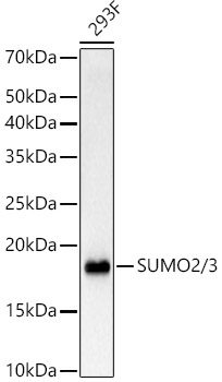 Western blot analysis of lysates from 293F cells, using SUMO2/3 Rabbit mAb at 1:1000 dilution.|Secondary antibody: HRP-conjugated Goat anti-Rabbit IgG (H+L) at 1:10000 dilution.|Lysates/proteins: 25μg per lane.|Blocking buffer: 3% nonfat dry milk in TBST.|Detection: ECL Basic Kit.|Exposure time: 3s.