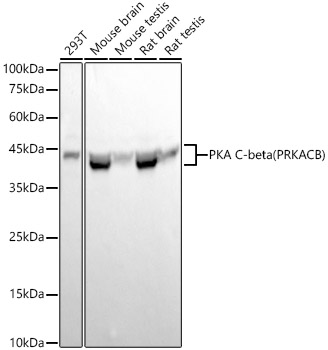 Western blot analysis of various lysates, using PKA C-beta (PRKACB) Rabbit mAb at  1:20000 dilution.|Secondary antibody: HRP-conjugated Goat anti-Rabbit IgG (H+L) at 1:10000 dilution.|Lysates/proteins: 25μg per lane.|Blocking buffer: 3% nonfat dry milk in TBST.|Detection: ECL Basic Kit.|Exposure time: 10s.