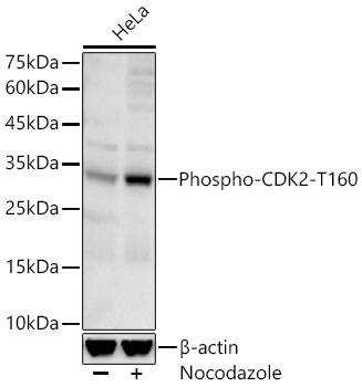 Western blot analysis of lysates from HeLa cells using Phospho-CDK2-T160 Rabbit mAb at 1:1000 dilution. HeLa cells were treated with Nocodazole (20ng/ml).|Secondary antibody:HRP Goat Anti-Rabbit IgG (H+L) at 1:10000 dilution.|Lysates/proteins: 25 μg per lane.|Blocking buffer: 3% nonfat dry milk in TBST.|Detection: ECL Basic Kit.|Exposure time: 30s.
