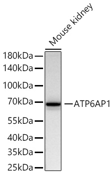 Western blot analysis of lysates from Mouse kidney using ATP6AP1 Rabbit mAb at 1:2000 dilution incubated overnight at 4℃.|Secondary antibody: HRP-conjugated Goat anti-Rabbit IgG (H+L) at 1:10000 dilution.|Lysates/proteins: 25 μg per lane.|Blocking buffer: 3% nonfat dry milk in TBST.|Detection: ECL Basic Kit.|Exposure time: 30s.