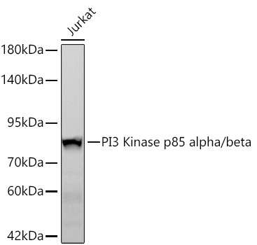 Western blot analysis of lysates from Jurkat cells using PI3 Kinase p85 alpha/beta Rabbit mAb at 1:1000 dilution incubated overnight at 4℃.|Secondary antibody: HRP-conjugated Goat anti-Rabbit IgG (H+L) at 1:10000 dilution.|Lysates/proteins: 25 μg per lane.|Blocking buffer: 3% nonfat dry milk in TBST.|Detection: ECL Basic Kit.|Exposure time: 90s.